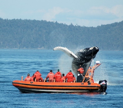 Victoria Whalewatching